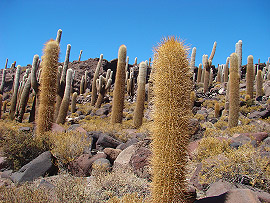 kaktusy rodu Trichocereus